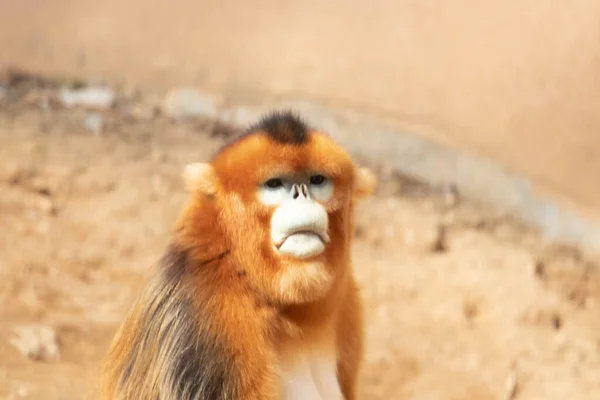 Nyfiken Golden Monkey Tittar Något — Stockfoto