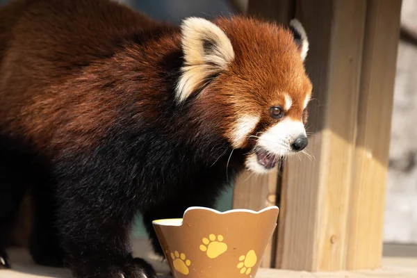Curious Red Panda, Lesser Panda is Looking at Something