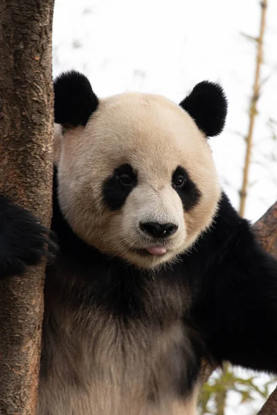 Panda Juguetón Bao Divertirse Árbol —  Fotos de Stock