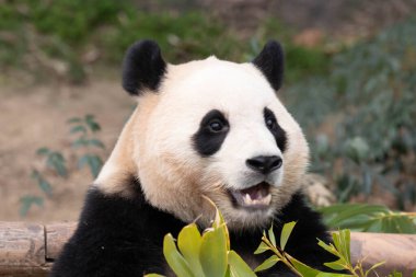 Mutlu küçük pandanın komik duruşu, Fu Bao