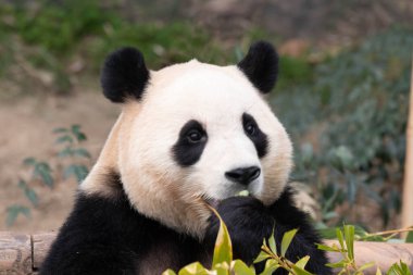 Mutlu küçük pandanın komik duruşu, Fu Bao