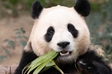 Mutlu küçük pandanın komik duruşu, Fu Bao