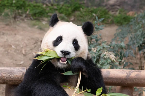 Posa Divertente Felice Piccolo Panda Bao — Foto Stock
