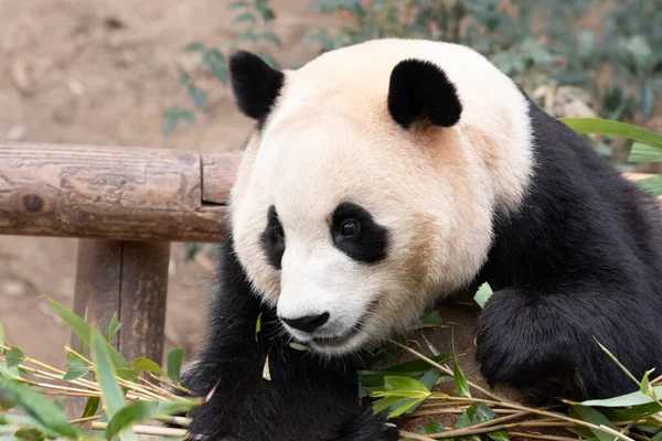 stock image Funny Pose of Happy Little Panda, Fu Bao