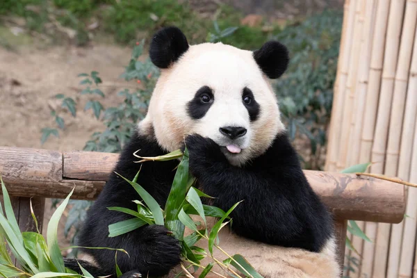 Pose Engraçada Pequeno Panda Feliz Bao — Fotografia de Stock