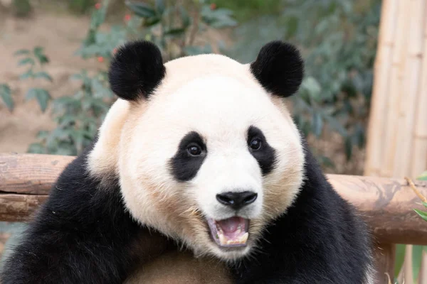Смешная Поза Счастливой Панды Бао — стоковое фото