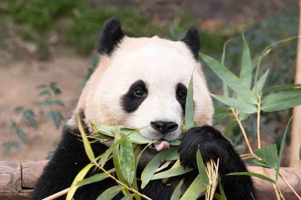 stock image Funny Pose of Happy Little Panda, Fu Bao