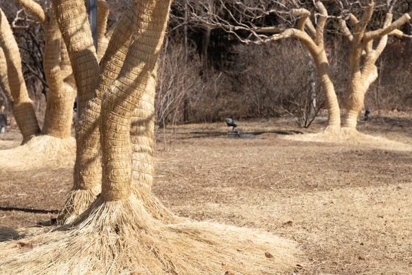 Südkorea Winter Werden Alle Bäume Mit Stroh Eingewickelt — Stockfoto
