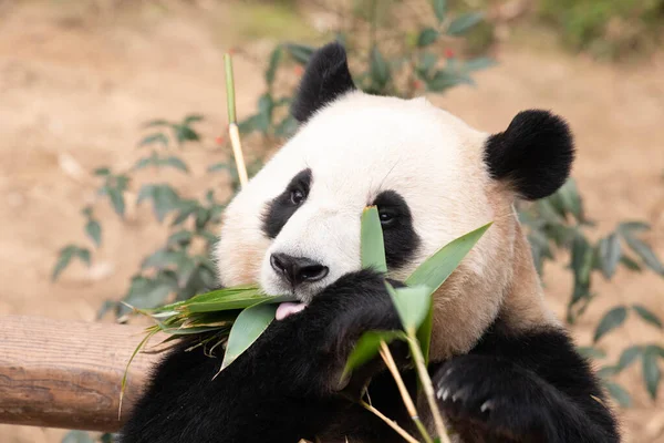Pose Engraçada Pequeno Panda Feliz Bao Imagem De Stock