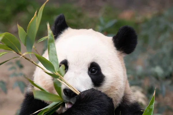 Pose Engraçada Pequeno Panda Feliz Bao Imagem De Stock
