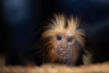 Cute Golden-headed Tamarin is looking at the camera
