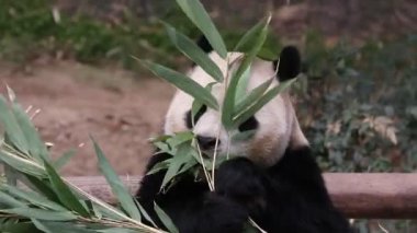 Neşeli Erkek Panda, Fu Bao, Everland, Güney Kore, Yatıyoruz, Bambu Yaprakları Yiyoruz