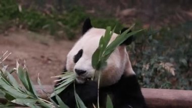 Neşeli Erkek Panda, Fu Bao, Everland, Güney Kore bambu yiyor.