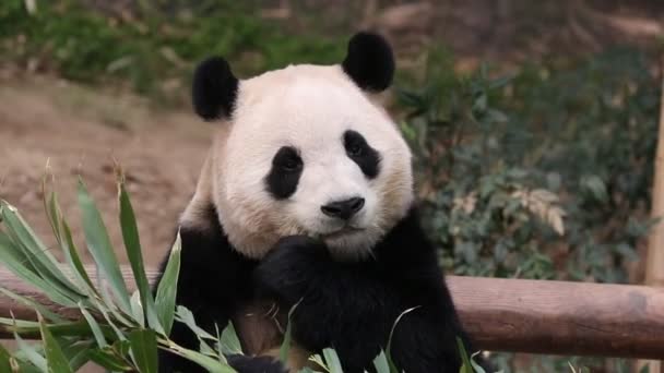 Hravé Mužské Pandy Bao Everland Jižní Korea Kladení Jíst Bambusové — Stock video