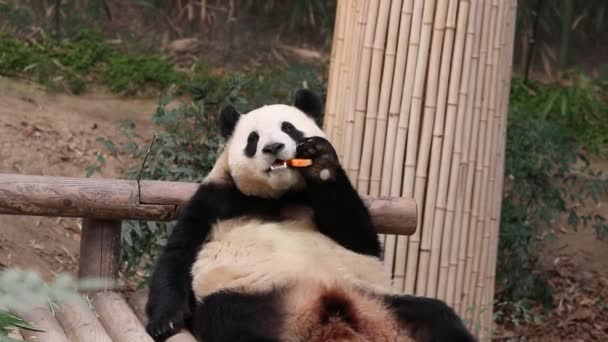 Hravý Mužský Panda Bao Everland Jižní Korea Jíst Bambus — Stock video