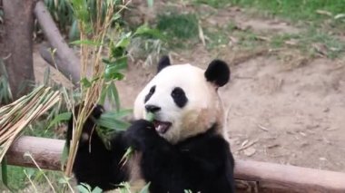 Neşeli Erkek Panda, Fu Bao, Everland, Güney Kore bambu yiyor.