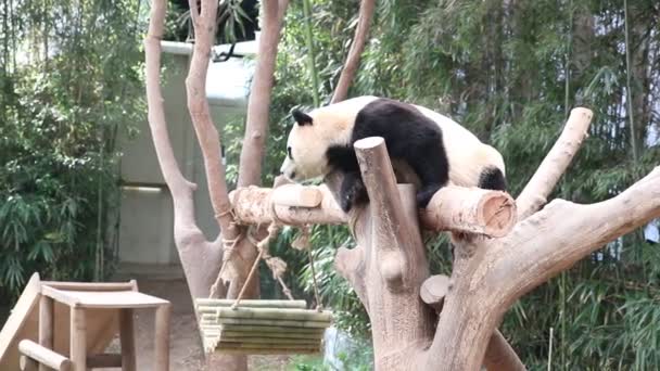 Hravý Muž Panda Bao Everland Jižní Korea Ležel Baví Stromě — Stock video