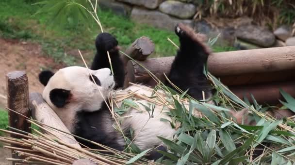 Juguetón Macho Panda Bao Everland Corea Del Sur Tendido Levantando — Vídeos de Stock