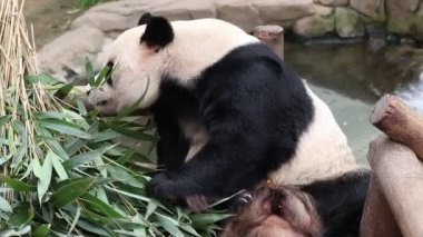 Neşeli Erkek Panda, Le Bao, Everland, Güney Kore bambu yaprakları yiyor.