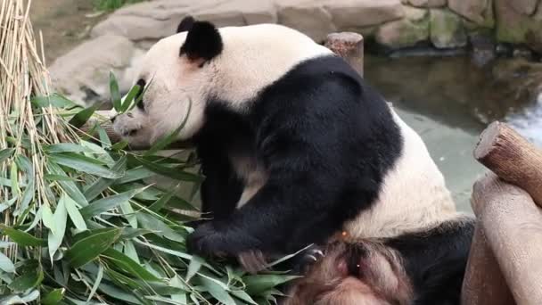 Hravý Muž Panda Bao Everland Jižní Korea Jíst Bambusové Listy — Stock video