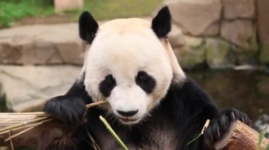 Neşeli Erkek Panda, Le Bao, Everland, Güney Kore bambu yaprakları yiyor.