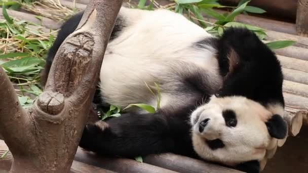 Brincalhão Masculino Panda Bao Everland Coreia Sul Deitado Comendo Bambu — Vídeo de Stock