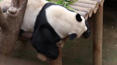 Neşeli Erkek Panda, Le Bao, Everland, Güney Kore, pençelerini yalıyor