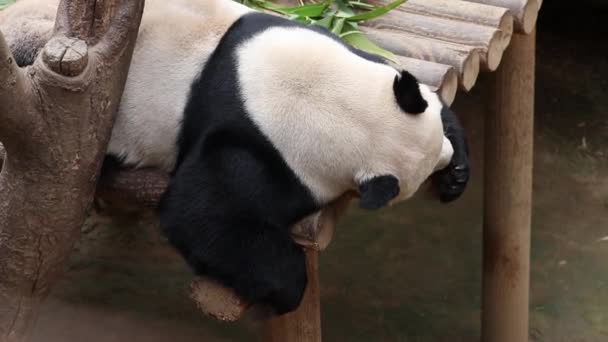 Hravý Muž Panda Bao Everland Jižní Korea Olizuje Tlapky — Stock video