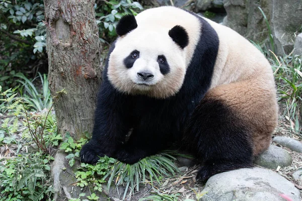 可爱的熊猫 Meilan 在绿色的院子里 — 图库照片