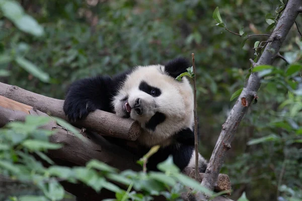Счастливая Маленькая Панда Спит База Чэнду Панда — стоковое фото