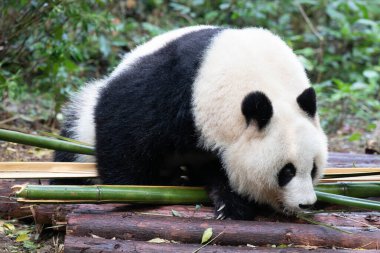 Şirin Fluffy Panda, Bei Chuan, Chengdu, Çin
