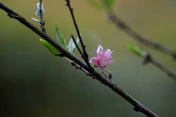 Flor Magnólia Rosa Nos Galhos Árvore Com Fundo Verde Suave — Fotografia de Stock