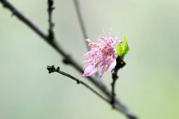 Ağaç Dallarında Pembe Manolya Çiçeği Yazın Yumuşak Yeşil Arka Planda — Stok fotoğraf