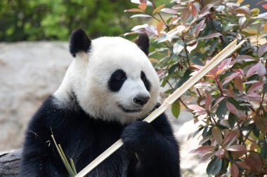 Mutlu Panda taze bambu yiyor, Chengdu, Çin