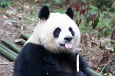 Mutlu Panda, Yuan Run, Dilini çıkartıyor, Chengdu, Çin