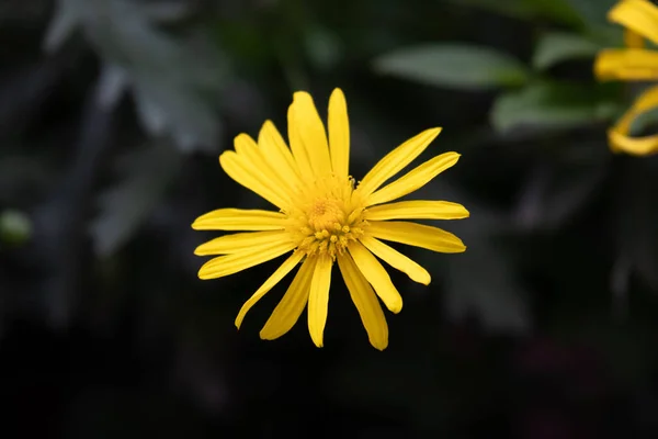 Jasne Żółte Kwiaty Całym Parku Lecie — Zdjęcie stockowe