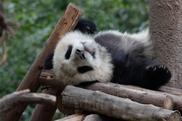 Juguetón Panda Descansando Cama Madera Chengdu China — Foto de Stock