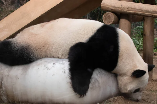 Linda Mujer Panda Durmiendo Hielo Temporada Verano Corea Del Sur —  Fotos de Stock