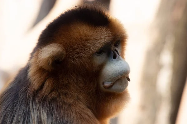 Samec Zlaté Opice Odpočívá Dvoře — Stock fotografie