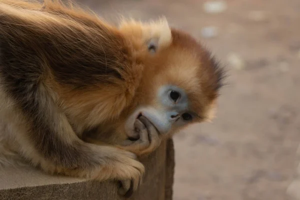 Krásná Barevná Zlatá Opice Relaxující Dvoře — Stock fotografie