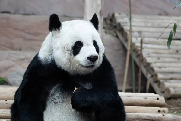Doux Panda Féminin Moelleux Mangeant Biscuit Bambou — Photo