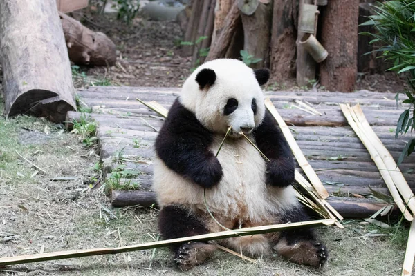 Счастливая Панда Хуа Ест Свежий Бамбук — стоковое фото