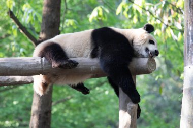 Işının üzerinde uyuyan panda