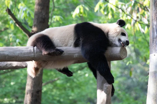 小熊猫睡在横梁上 — 图库照片