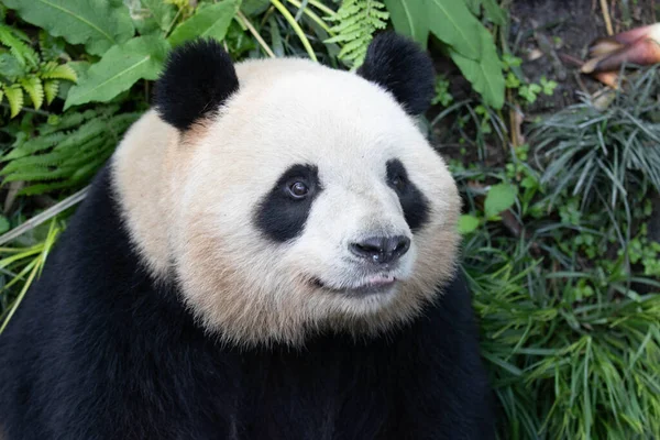 Közel Egy Portré Egy Boldog Női Panda Mei Lan Más — Stock Fotó