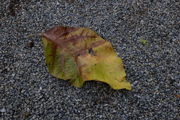 Autumn Coming Falling Brown Leaf Yard — Stock Photo, Image