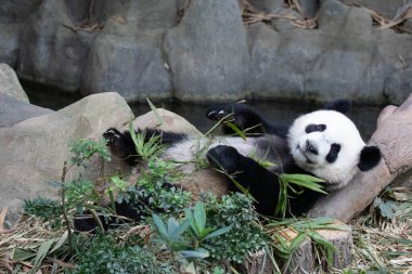Küçük mutlu panda, Le Le, bambu yerken yerde yatıyor.