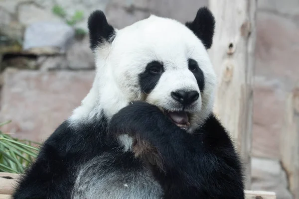 Doce Gigante Panda Comer Bambu Atirar — Fotografia de Stock