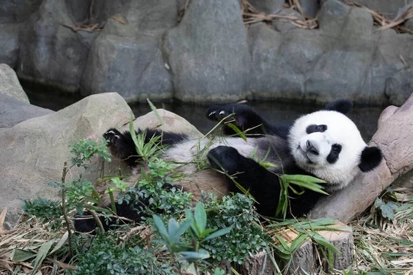 Malá Šťastná Panda Leží Zemi Bambus — Stock fotografie