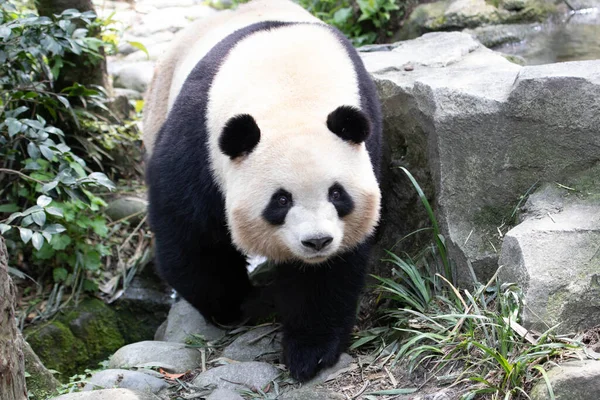 中国成都熊猫谷美莲大熊猫的漂亮姿势 — 图库照片